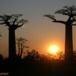 Chauffeur Guide / Coucher de soleil sur l'allée de Baobab 