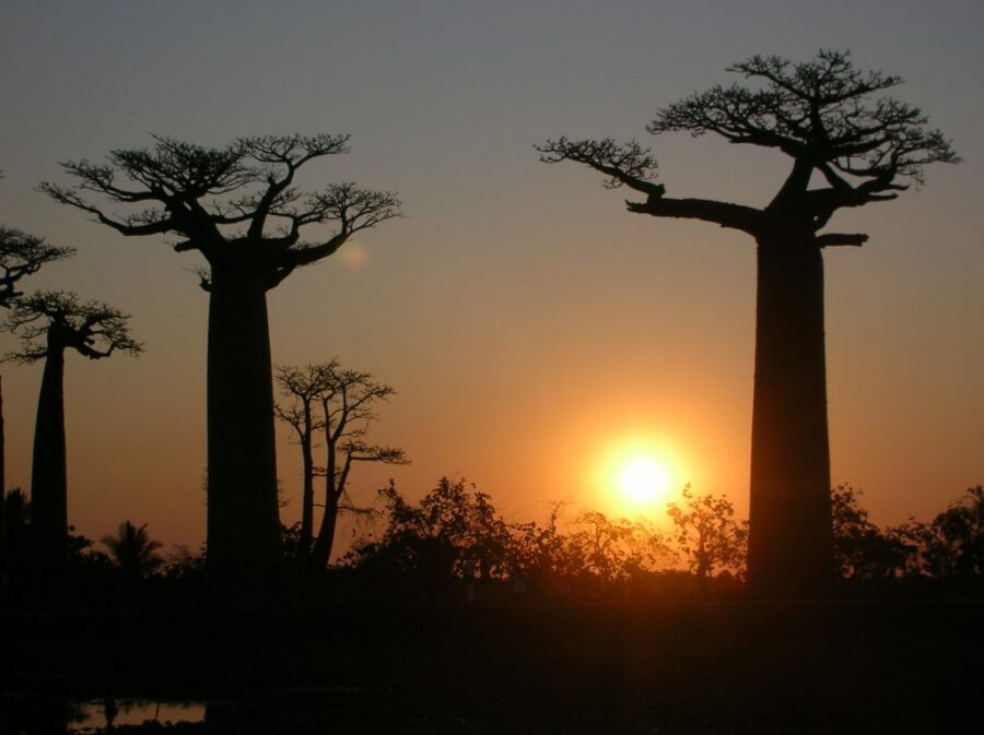 COUCHER DE SOLEIL SUR L'ALLEE DE BAOBAB